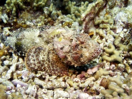 IMG 4095 Scorpionfish